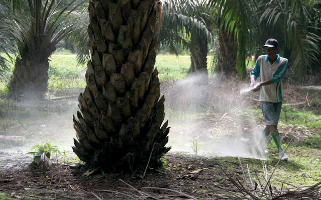 pemupukan kelapa sawit pemupukan kelapa sawit