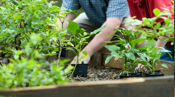 pupuk organik adalah pengertian pupuk organik