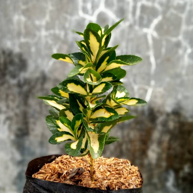 tanaman-puring-havana-golden tanaman-puring-havana-golden