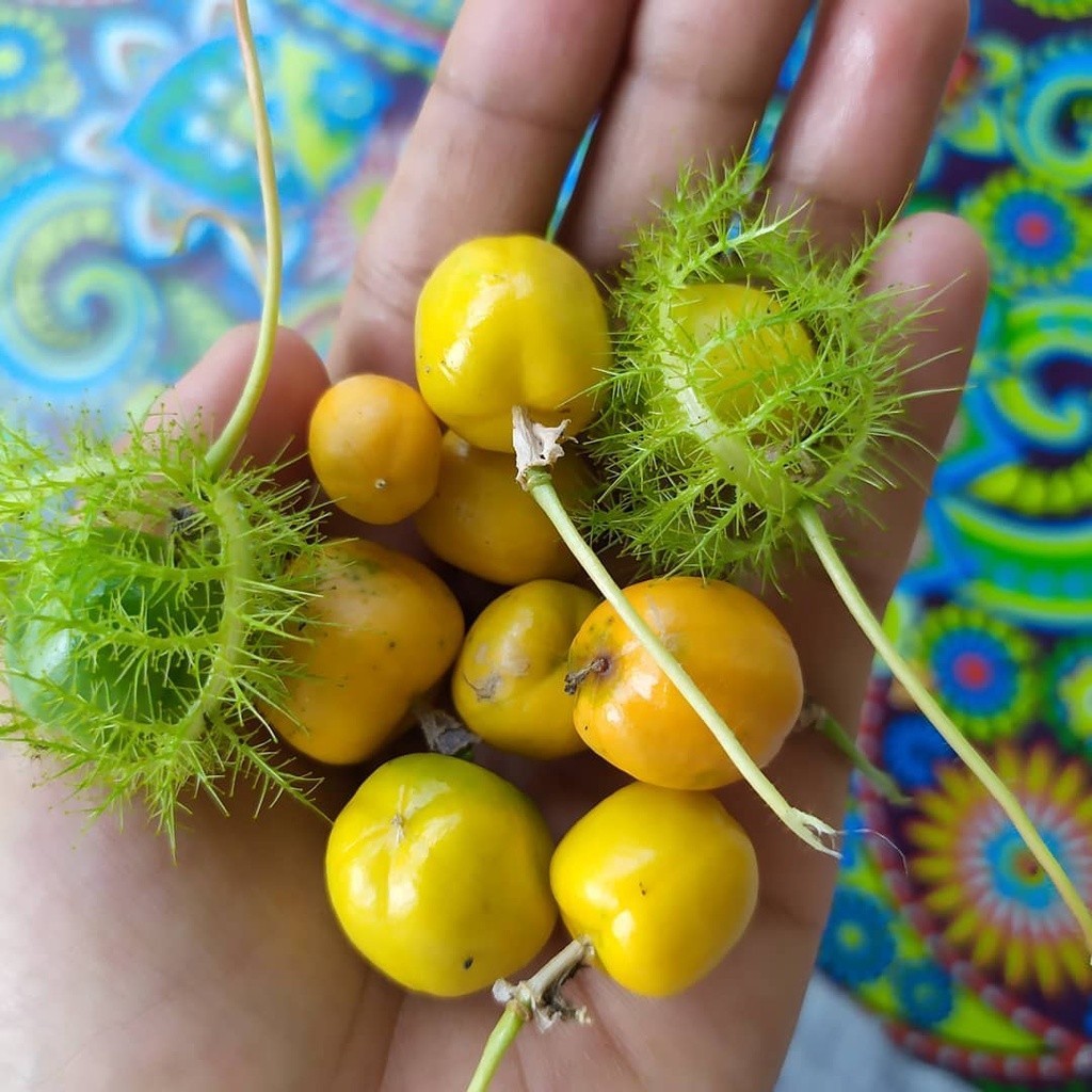 buah-rambusa buah-rambusa