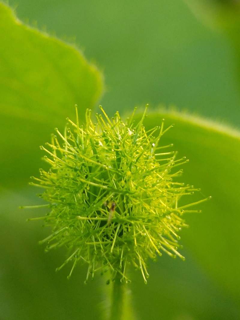 manfaat buah rambusa manfaat buah rambusa