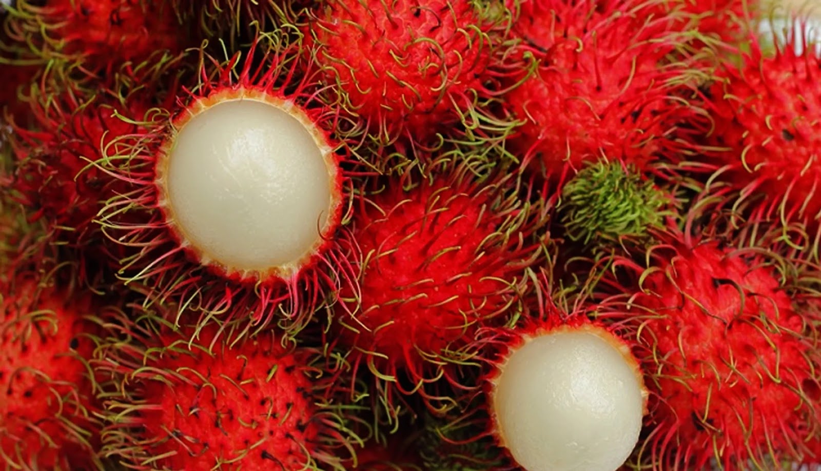 RAMBUTAN RAMBUTAN