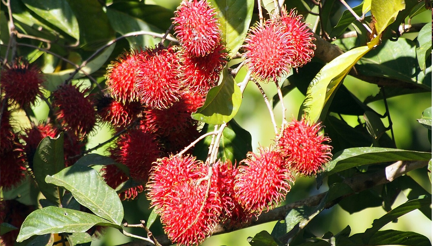 rambutan rambutan