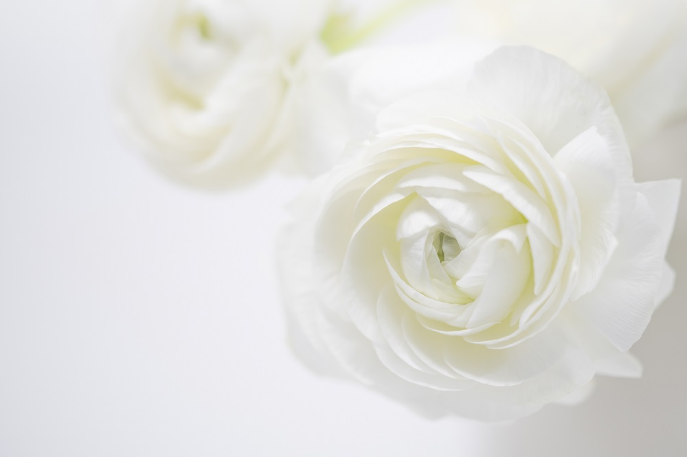 bunga ranunculus bunga ranunculus