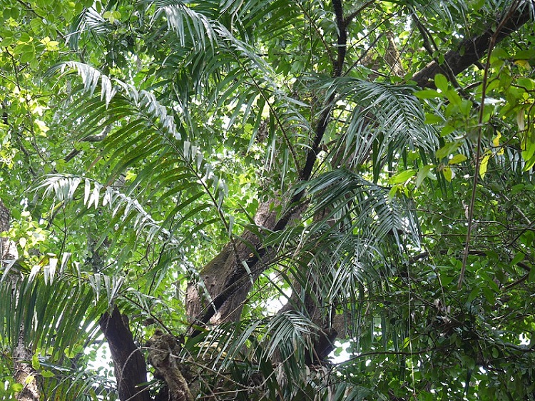 pohon-rotan pohon-rotan