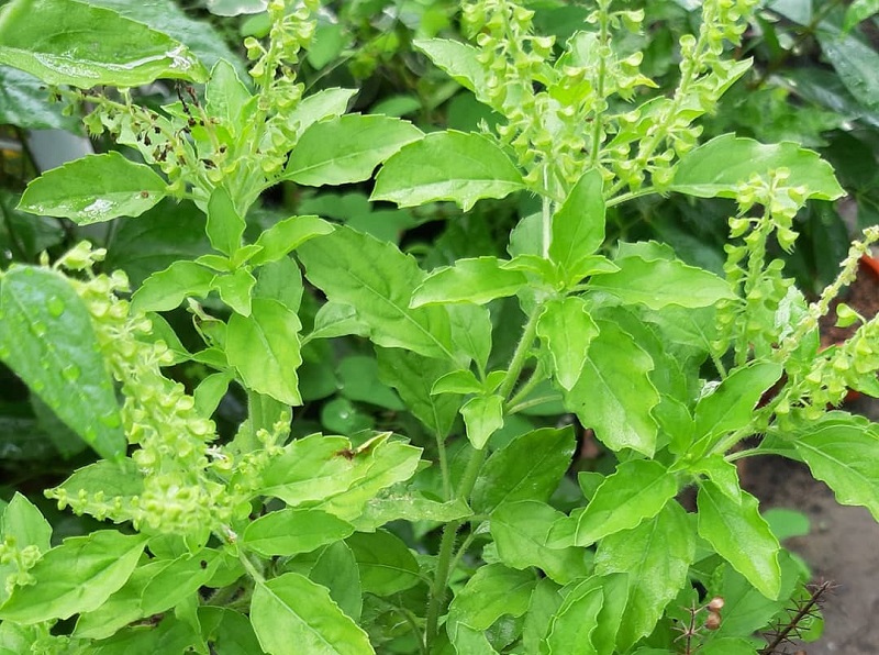 daun-ruku daun-ruku