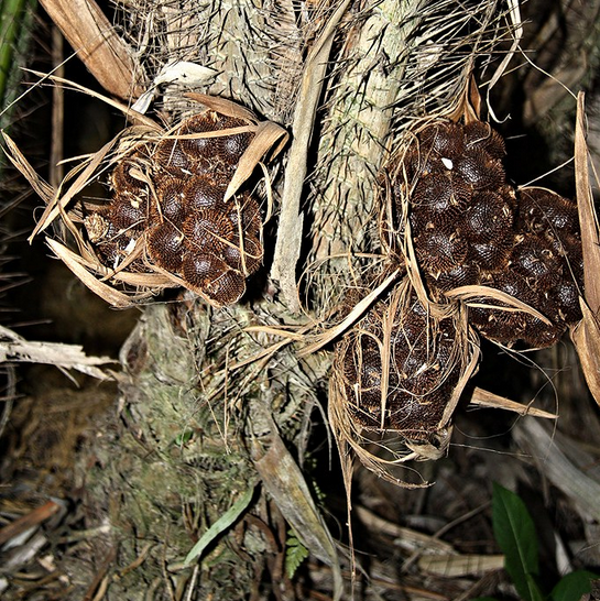 Salak siap panen Salak siap panen