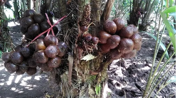 SALAK SALAK