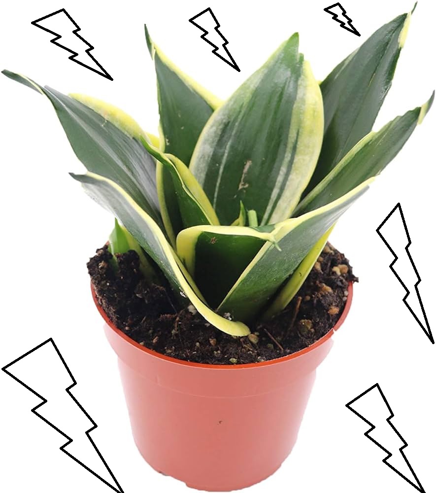 Gambar Lidah Mertua - Sansevieria Black Gold Gambar Lidah Mertua : Sansevieria Black Gold