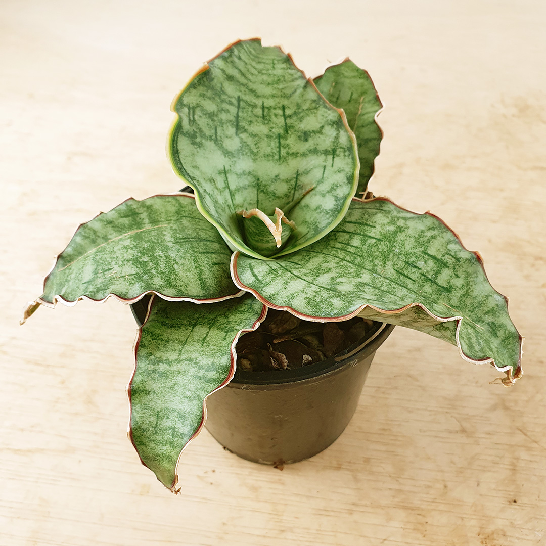 Tanaman lidah mertua jenis Sansevieria Kirkii Tanaman lidah mertua jenis Sansevieria Kirkii