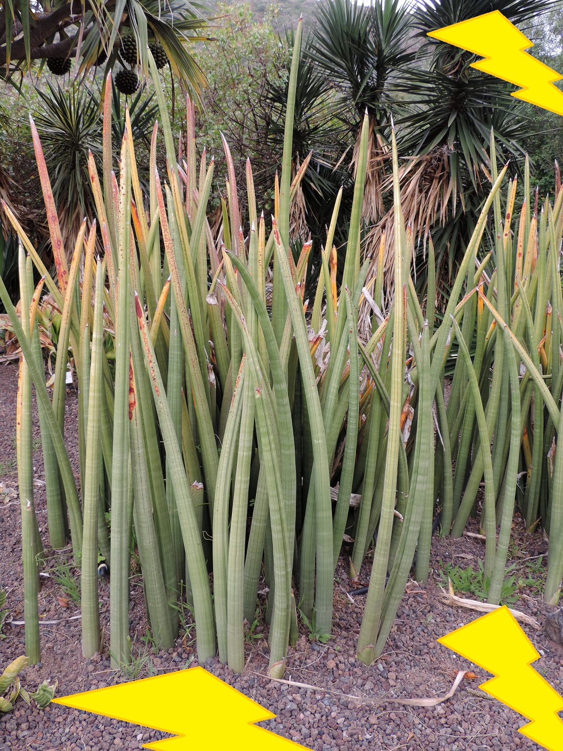 Tanaman lidah mertua Sansevieria Stuckyi Tanaman lidah mertua - Sansevieria Stuckyi