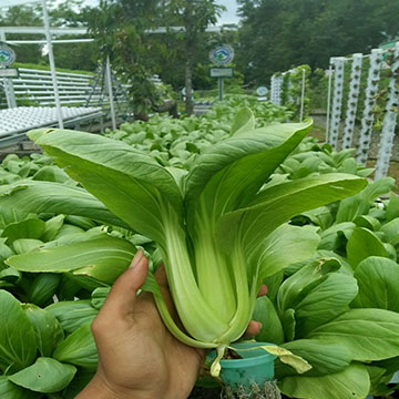 sawi daging sawi daging