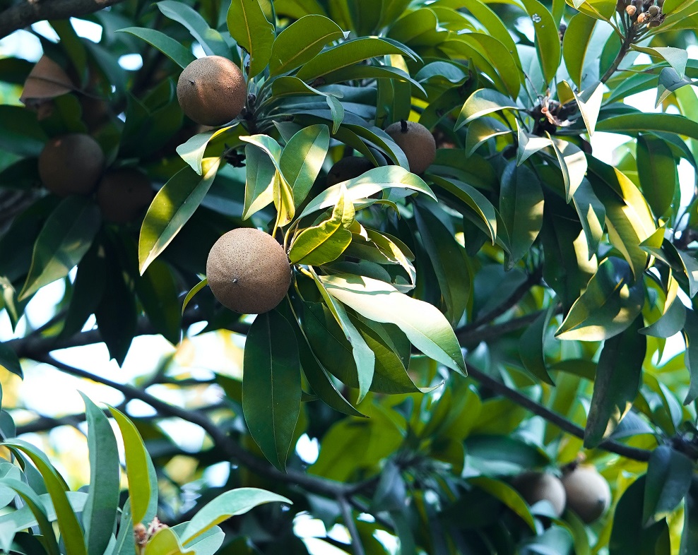 pohon-sawo pohon-sawo