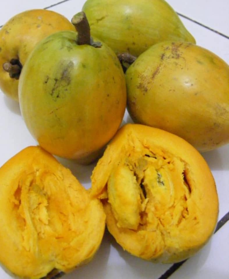 sawo mentega sawo mentega