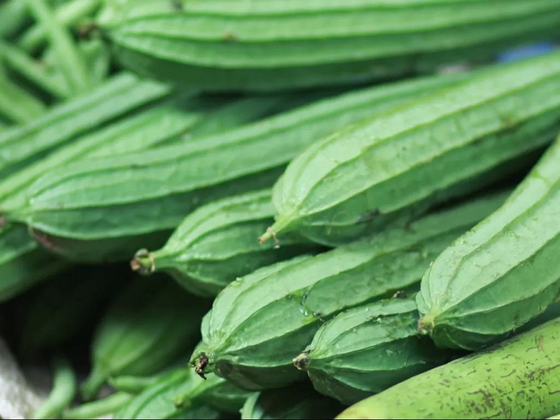 budidaya-tanaman-gambas budidaya-tanaman-gambas
