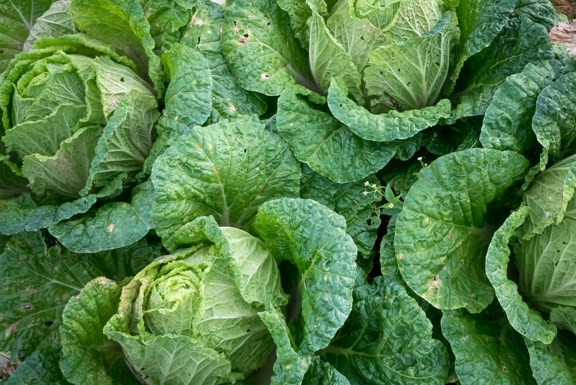 sayur organik sayur organik