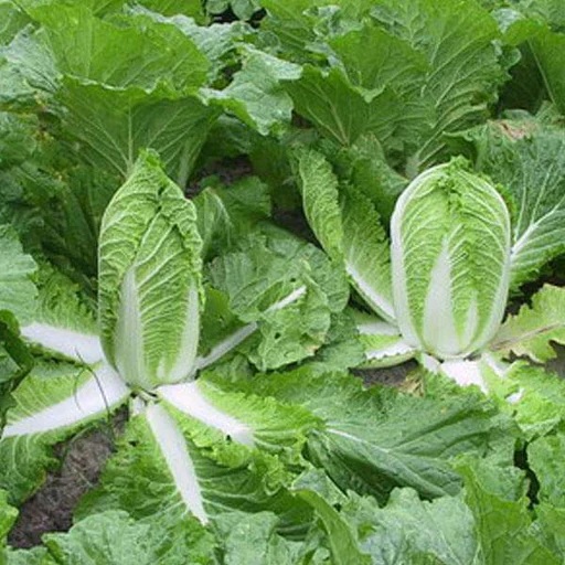 sayur sawi putih sayur sawi putih