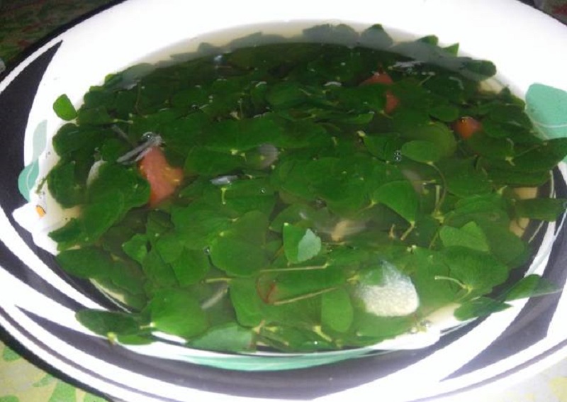 khasiat-daun-semanggi khasiat-daun-semanggi