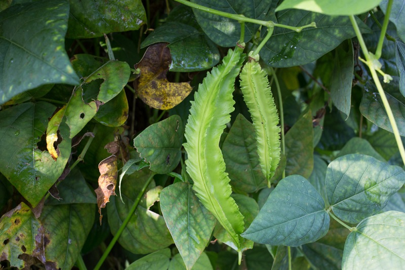 sayur-kecipir sayur-kecipir
