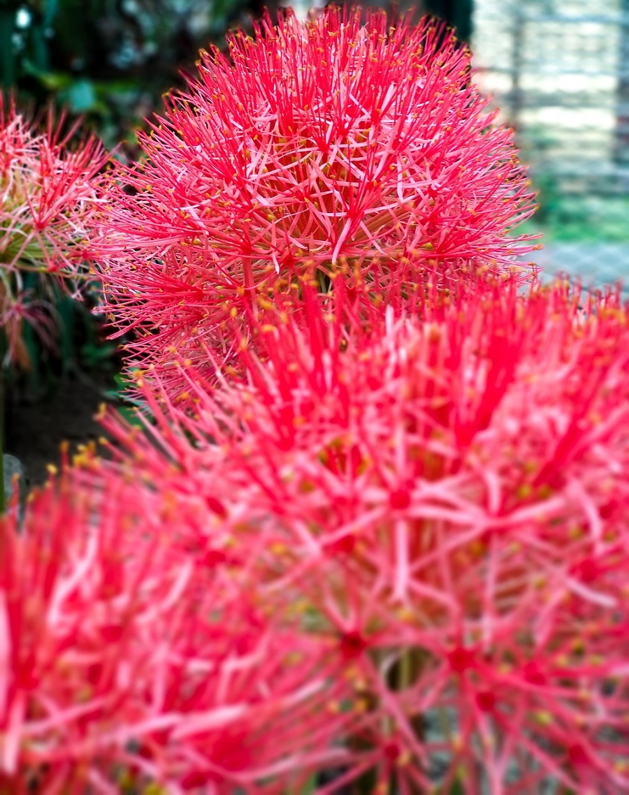 bunga-desember-merah bunga-desember-merah