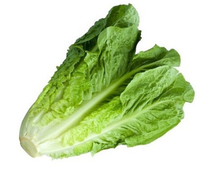 jenis selada - romain jenis selada ; selada romain