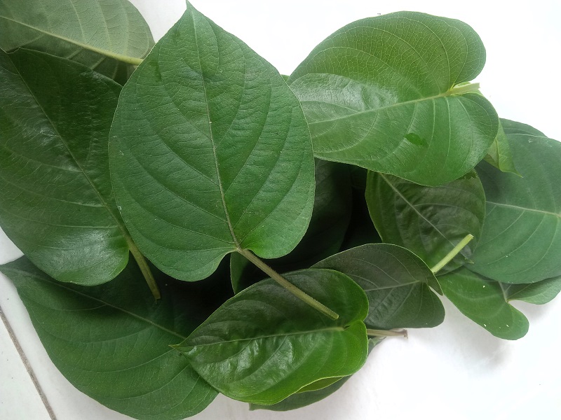daun-sembukan daun-sembukan