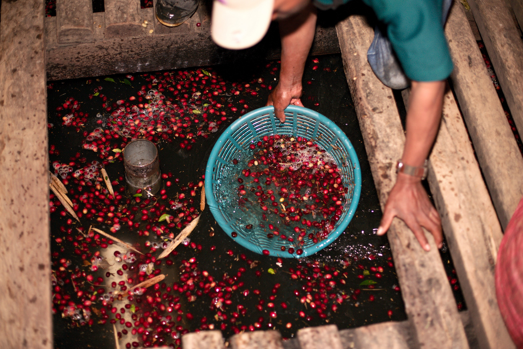 sortasi biji kopi tenggelam sortasi biji kopi tenggelam