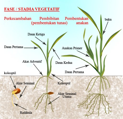 fase vegetatif perkembangan padi