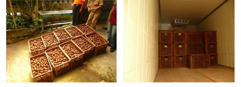 penyimpanan buah salak di ruang pendingin penyimpanan buah salak di ruang pendingin