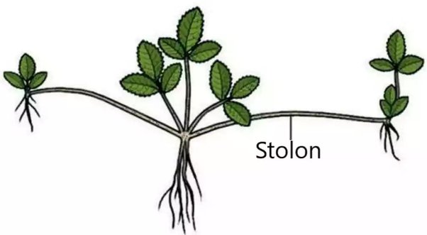 stolon mint stolon mint