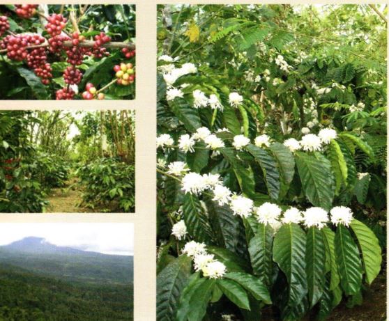 syarat tanam tanaman kopi syarat tanam tanaman kopi