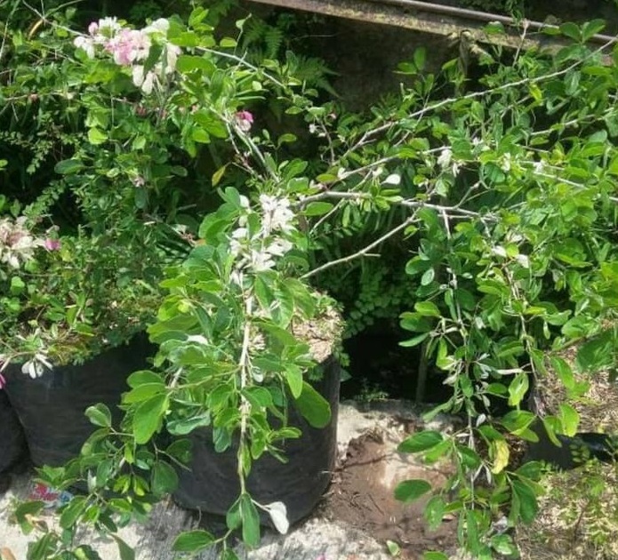 tanaman-asam-londo tanaman-asam-londo