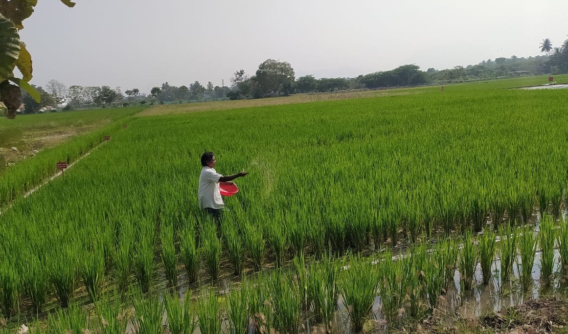 tabel pemupukan padi sawah tabel pemupukan padi sawah