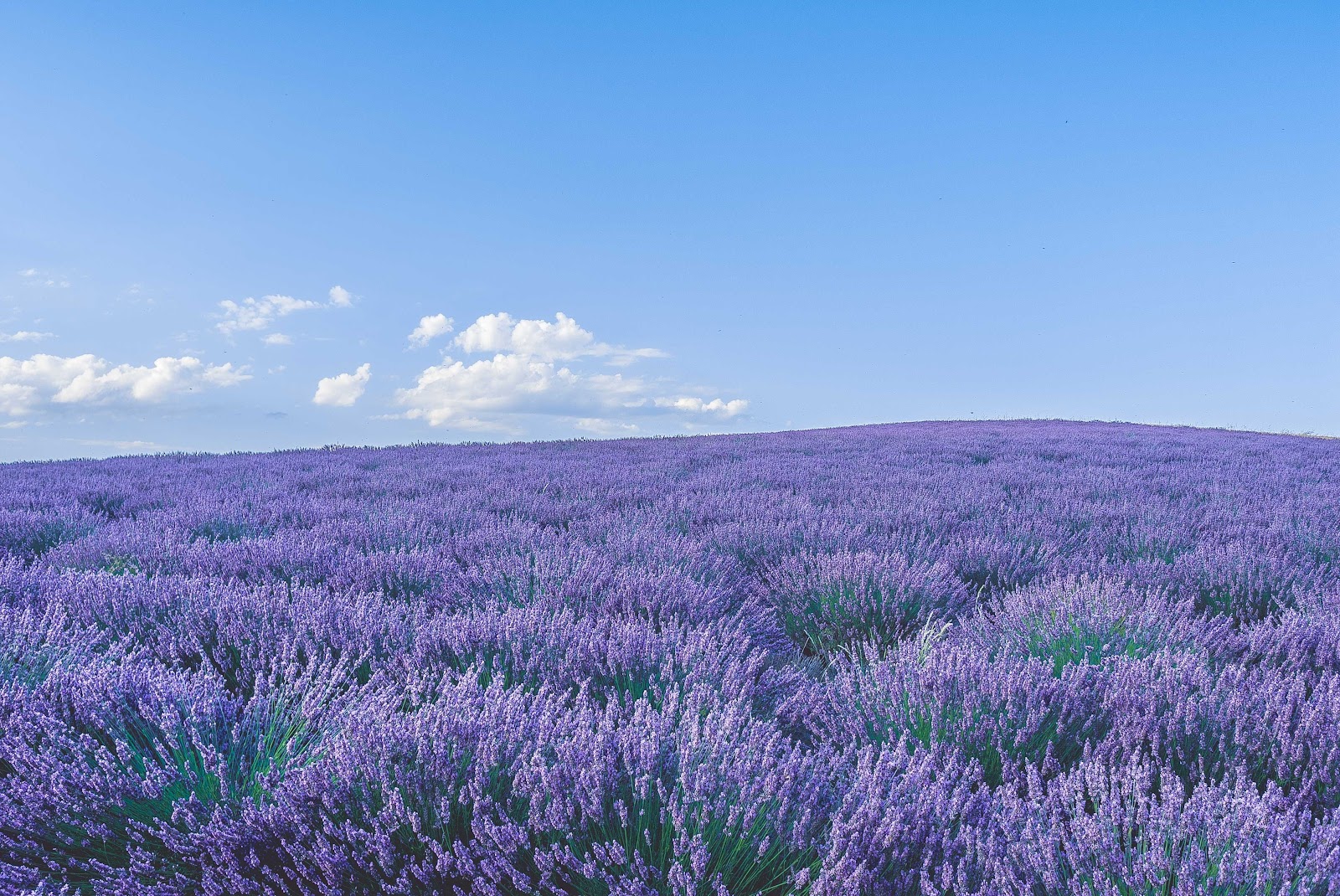 gambar perkebunan bunga lavender gambar perkebunan bunga lavender