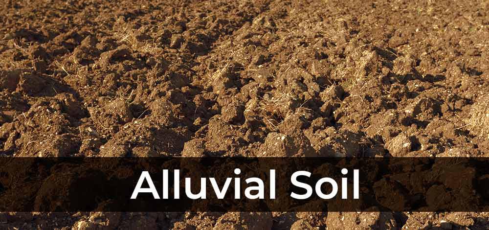 tanah alluvial tanah alluvial