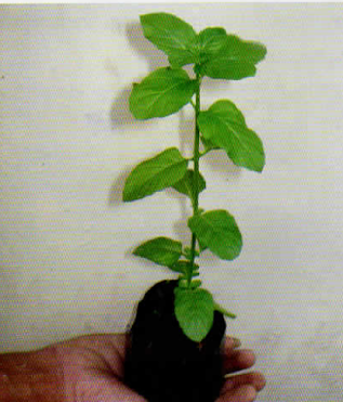 tanam daun mint tanam daun mint