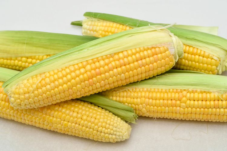 tanam jagung manis