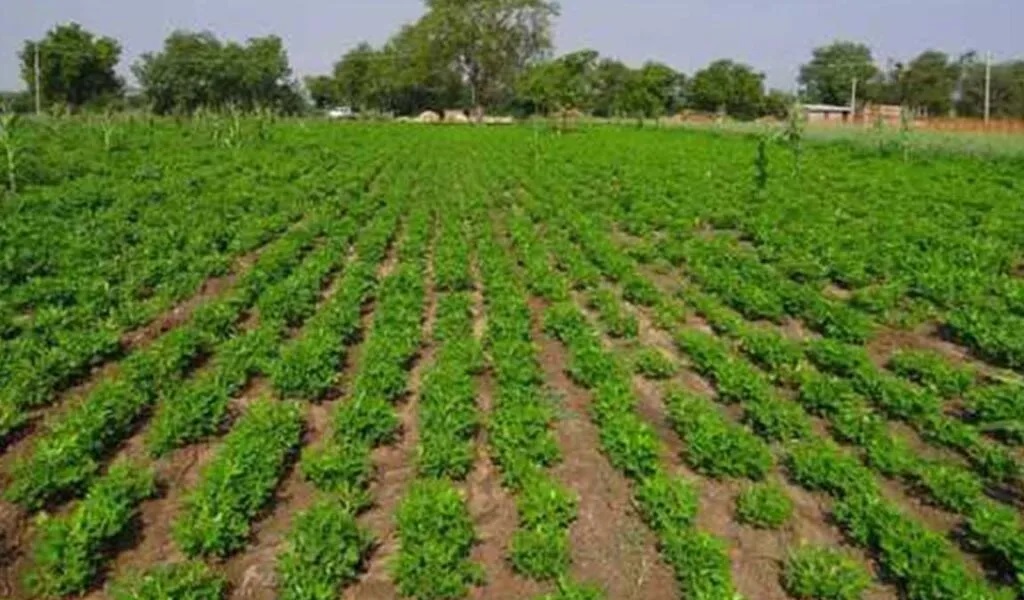 bedeng tanam kacang tanah budidaya kacang tanah
