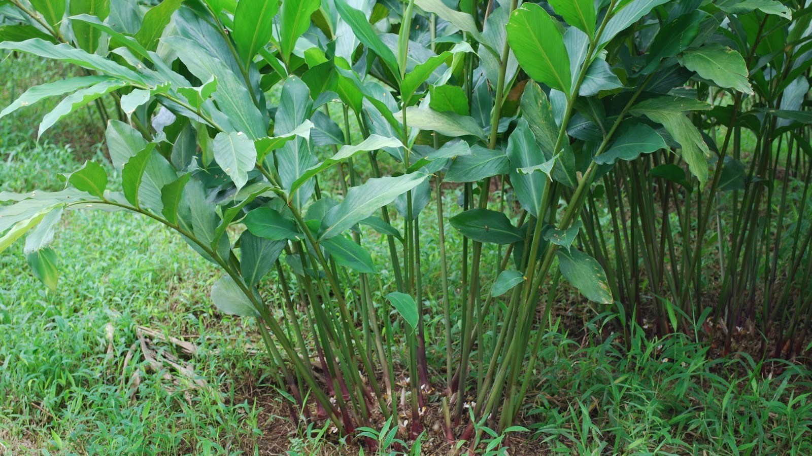 tanam kapulaga tanam kapulaga