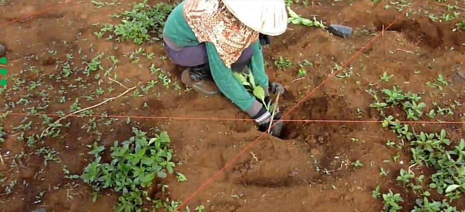 tanam kopi tanam kopi