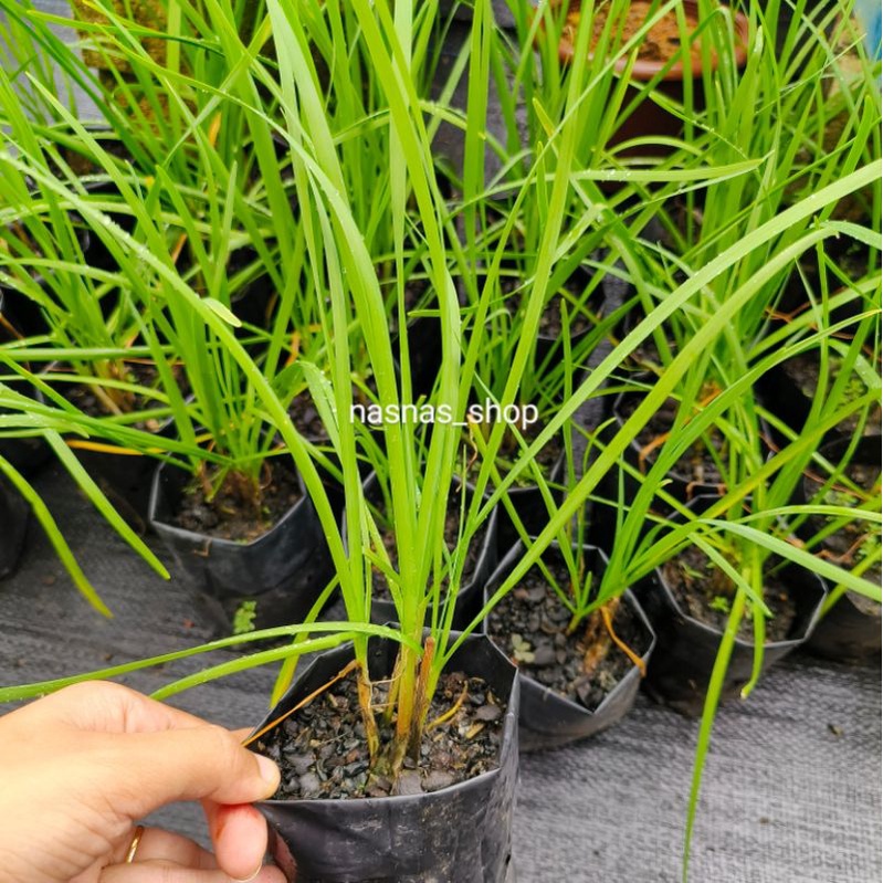 tanam kucai tanam kucai