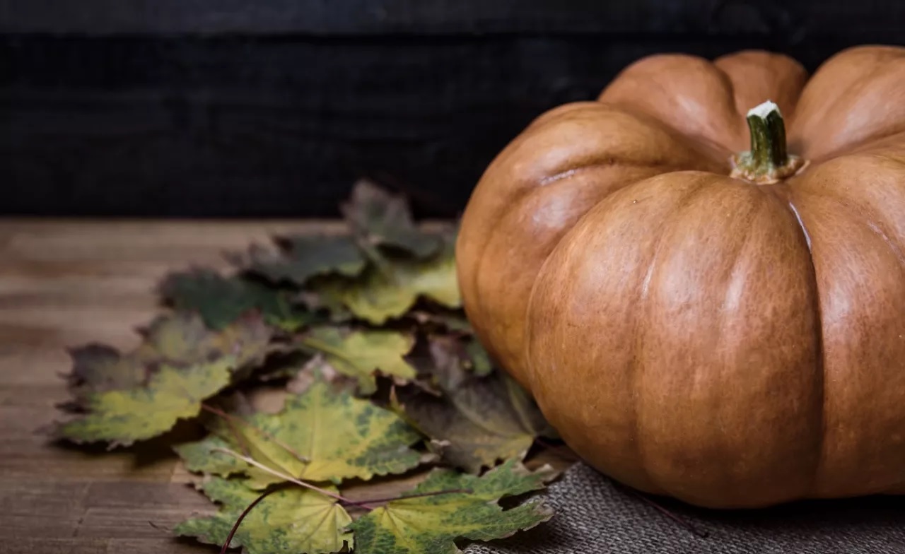 tanam labu kuning tanam labu kuning
