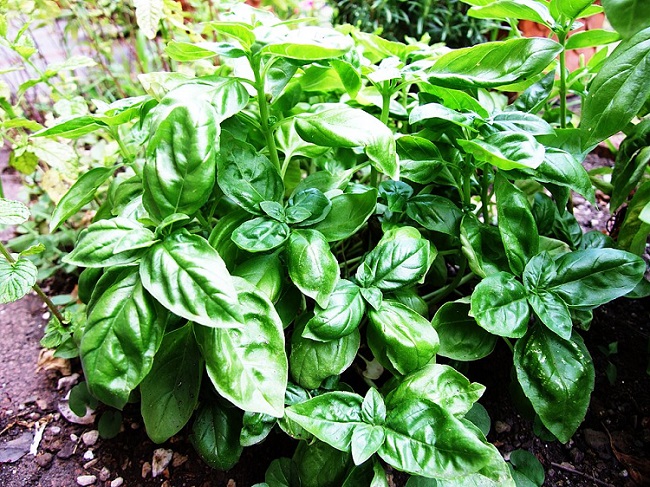 tanaman-basil tanaman-basil