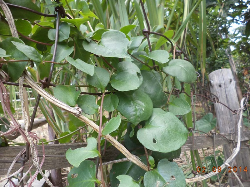 tanaman-binahong tanaman-binahong