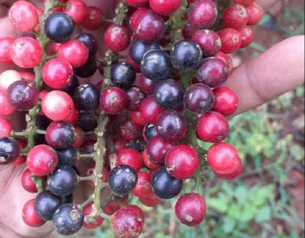 pohon-buni pohon-buni