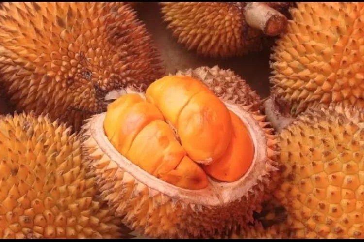 buah-lai-kalimantan buah-lai-kalimantan