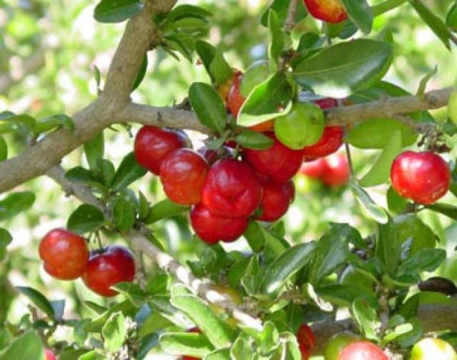 pohon-buah-lobi-lobi pohon-buah-lobi-lobi