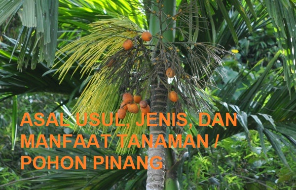 tanaman buah pinang tanaman buah pinang