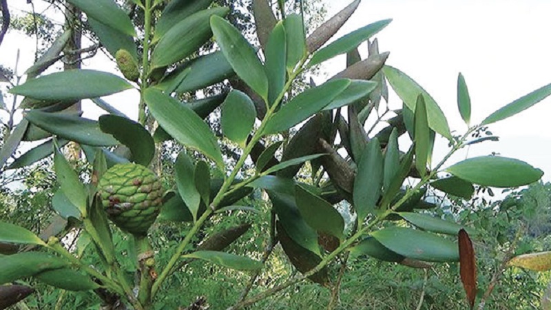 damar-pohon damar-pohon