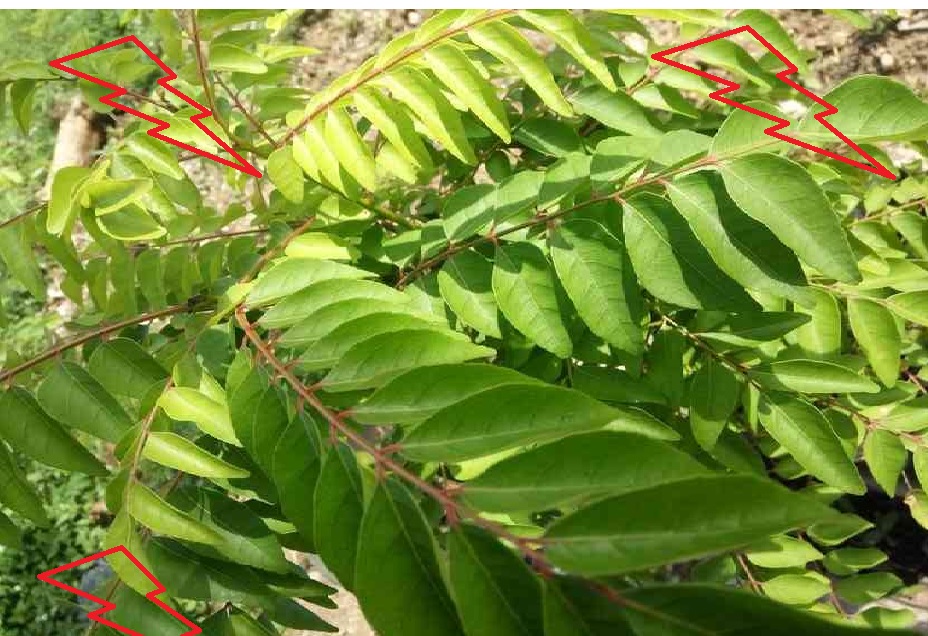 tanaman kari tanaman kari